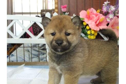 成約済の三重県の柴犬-43877の3枚目